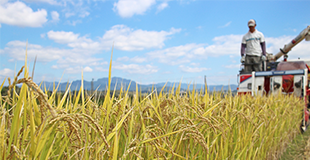 無農薬・無肥料の自然栽培米の普及のイメージ