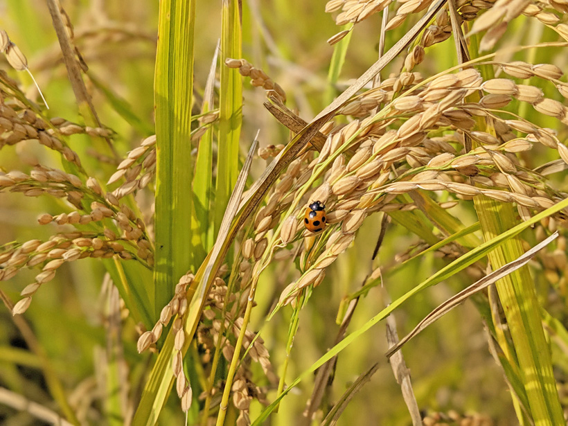 自然栽培米とは