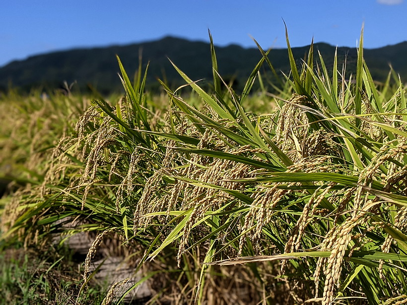 松本自然栽培米稲穂