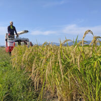 自然栽培米の収穫