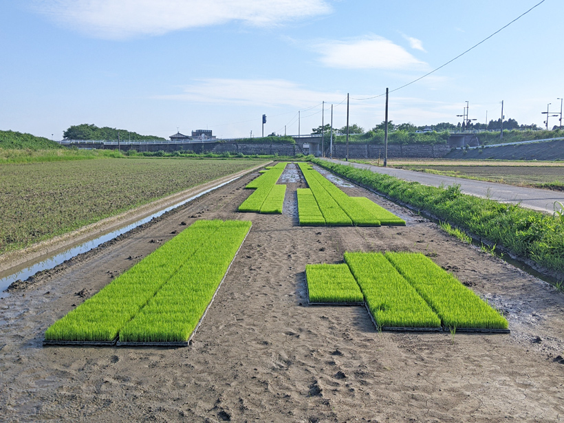 前田自然栽培米ミナミニシキの苗