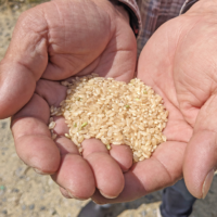 自然栽培米ミナミニシキ