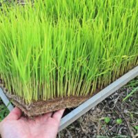 自然栽培米の苗