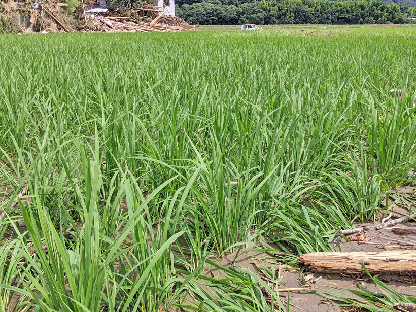 大柿自然栽培米の災害後の稲