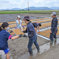 富田自然栽培米播種作業