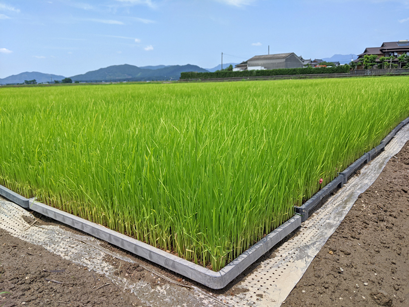 富田自然栽培米の苗