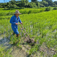 除草する植田さん