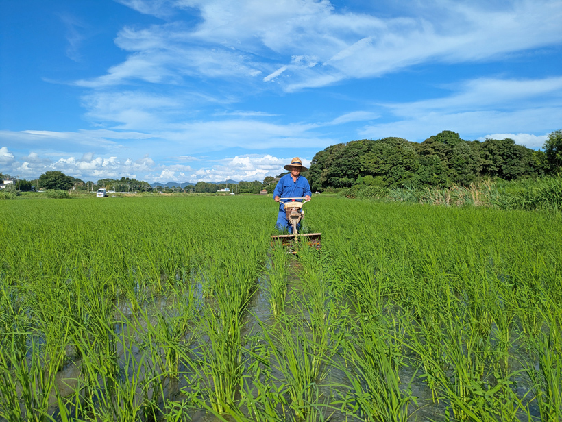 除草する植田さん