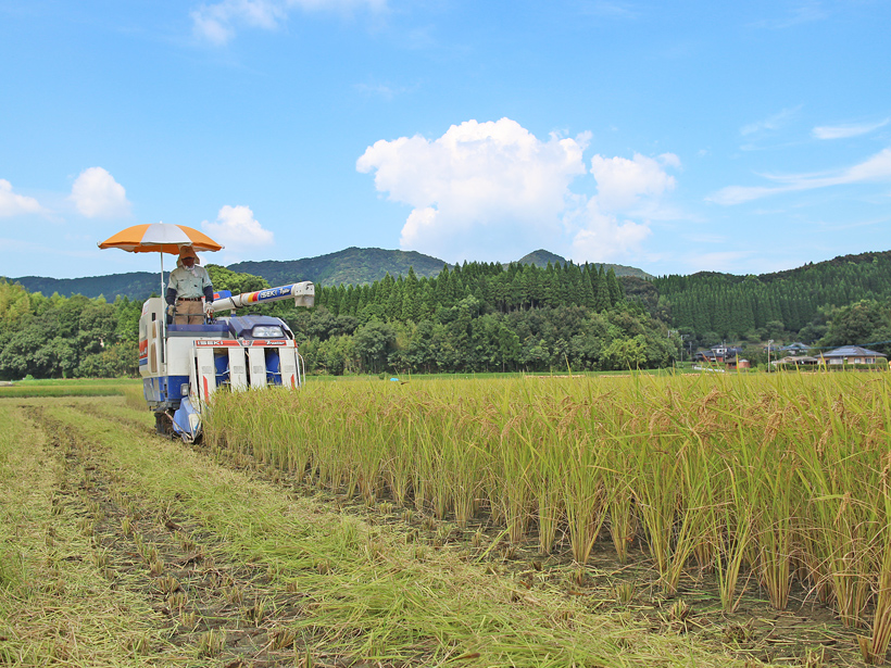 川﨑自然栽培米収穫