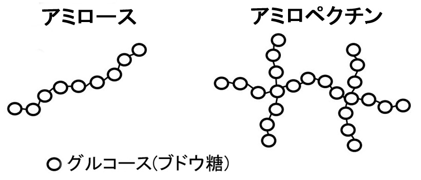 アミロースとアミロペクチン