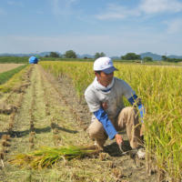 冨田自然栽培米の収穫