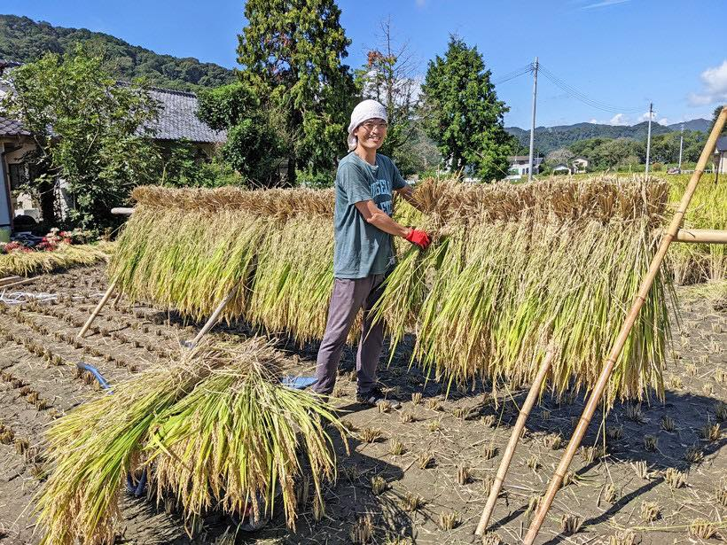 天日干し作業中の井田