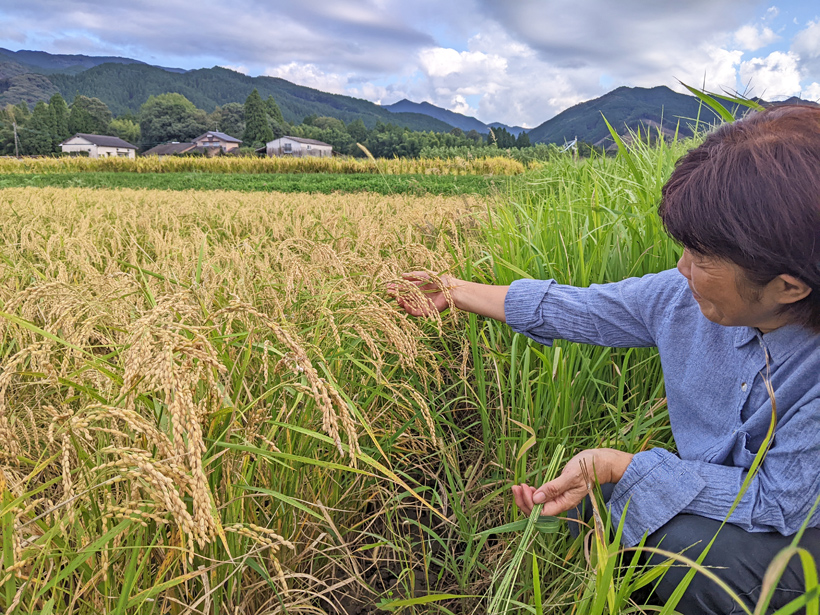 自然栽培稲を見る桑原さん