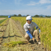冨田自然栽培の収穫