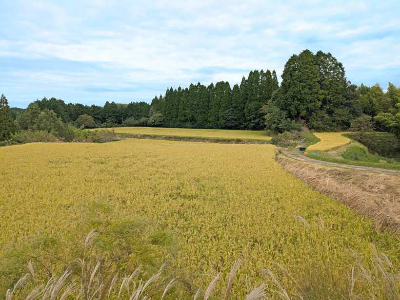 堀永さんの田んぼの風景