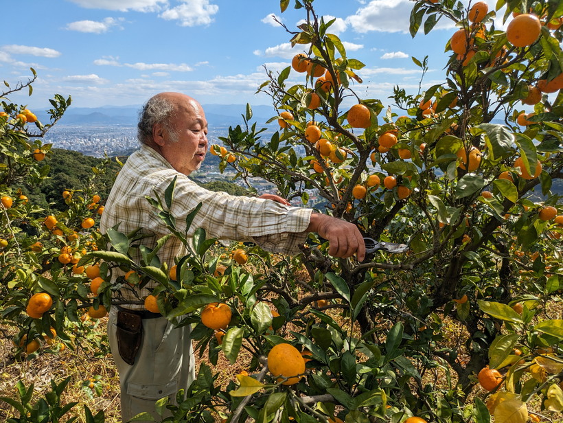みかんの樹の手入れをする村上さん