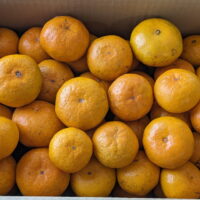 村上自然栽培温州みかん