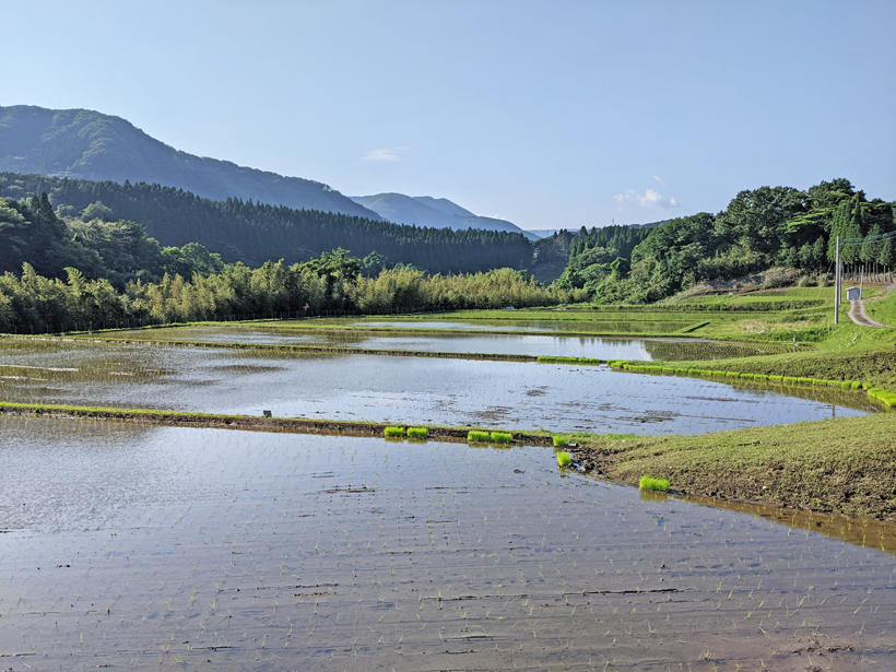 南阿蘇の田んぼ