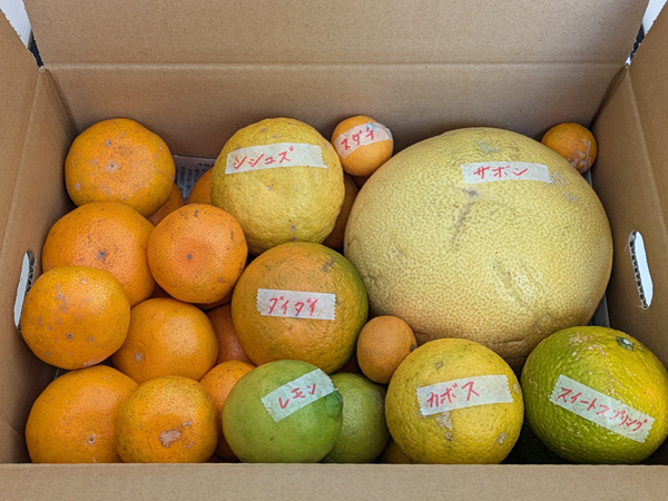 自然栽培「旬の柑橘」セット