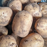 自然栽培じゃがいも