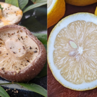 自然栽培レモンと自然栽培シイタケ