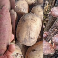 自然栽培農産物