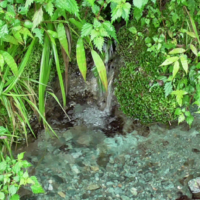 縄田自然栽培水田の湧き水