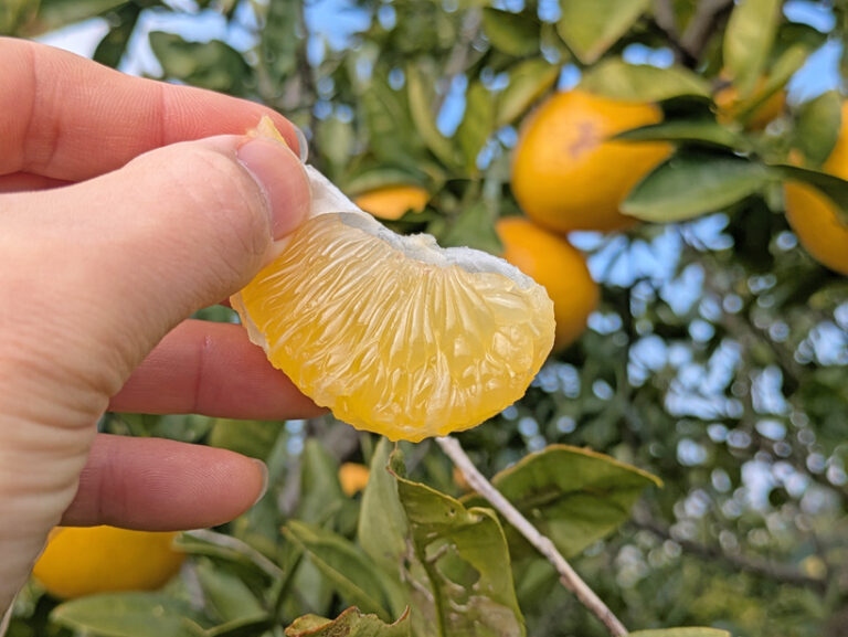 村上自然栽培河内晩柑