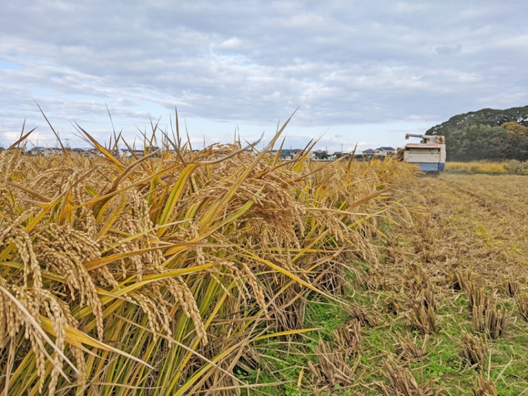 筋田自然栽培米