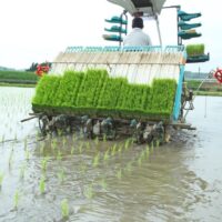 自然栽培の田植え