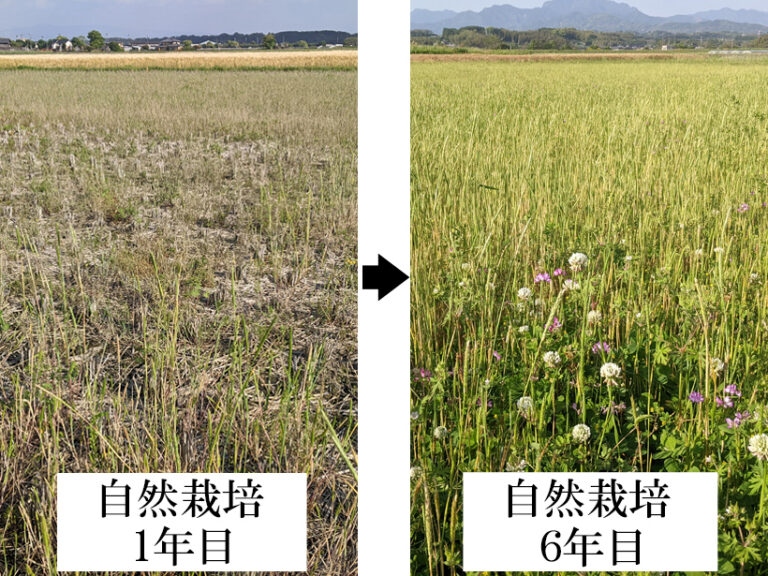 自然栽培水田の春草の比較