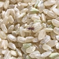 米に発生する虫