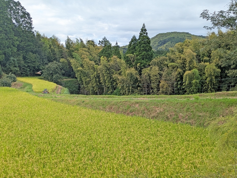 中山間地域の自然栽培米