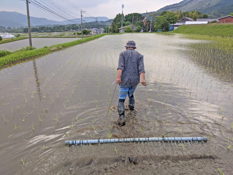 雑草対策