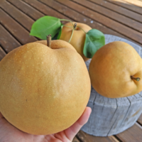 新高梨
