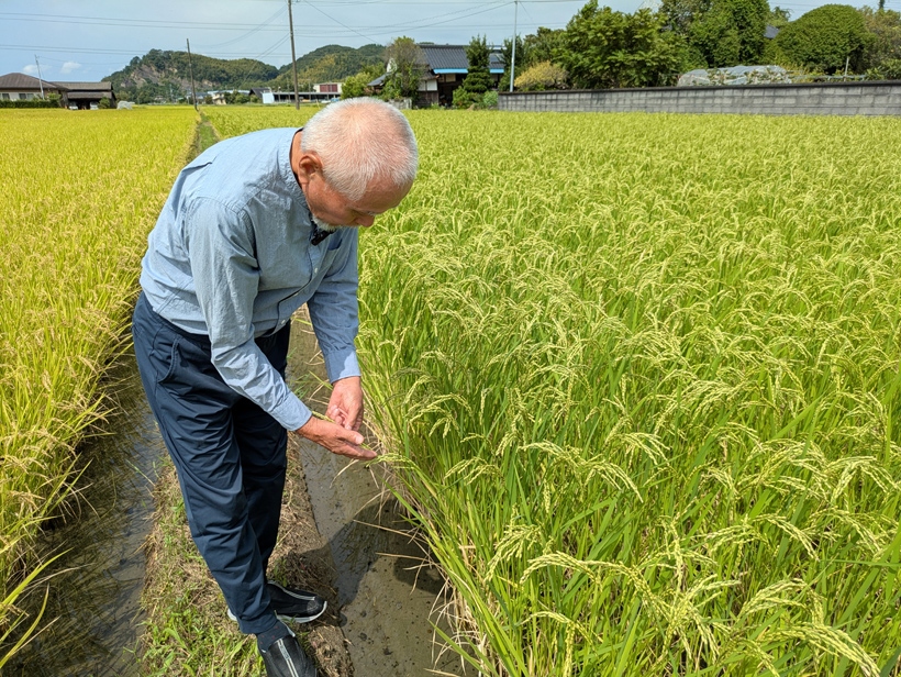 自然栽培米のチェック